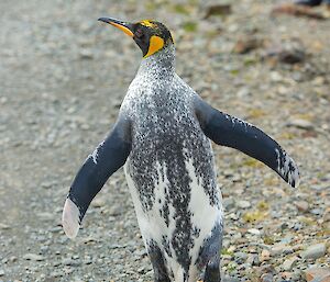 King penguin with unusual mottled appearance.