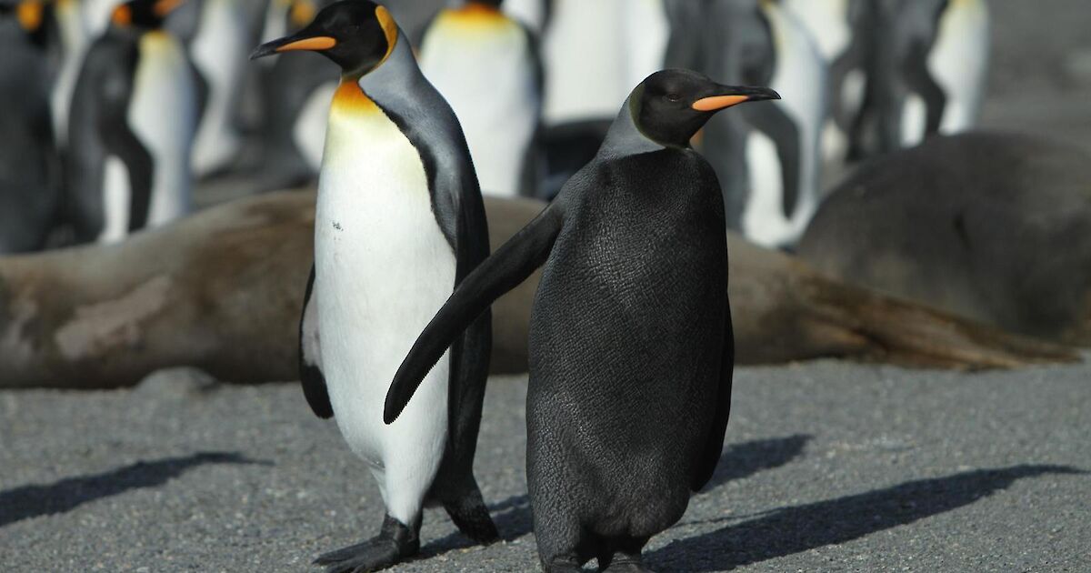 Unusual penguins – Australian Antarctic Program