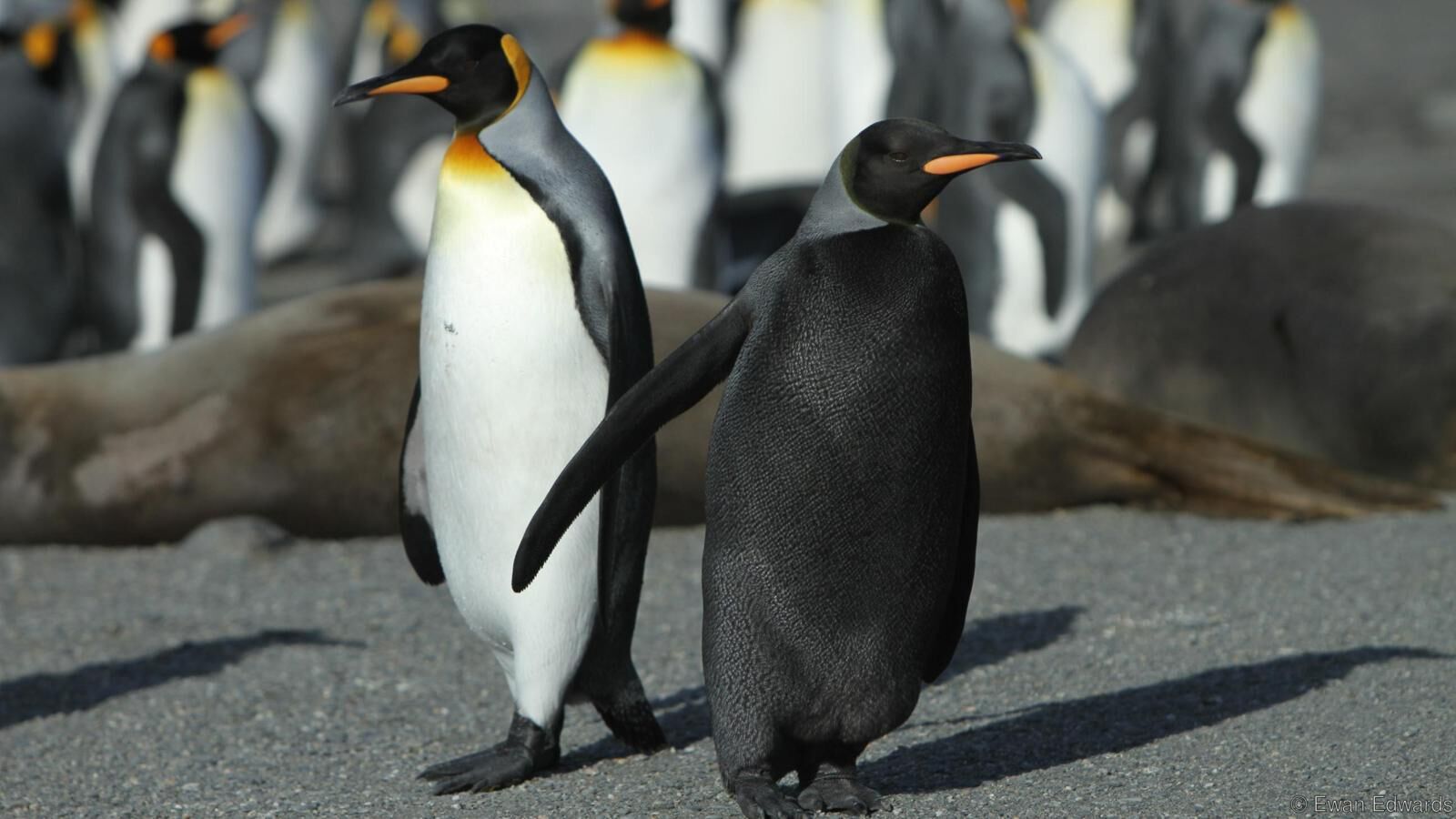 What's the Difference Between an Emperor Penguin and a King Penguin? -  American Oceans