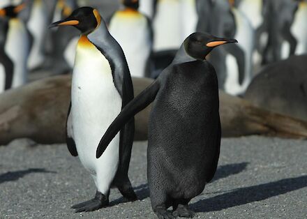 Gentoo penguin – Australian Antarctic Program