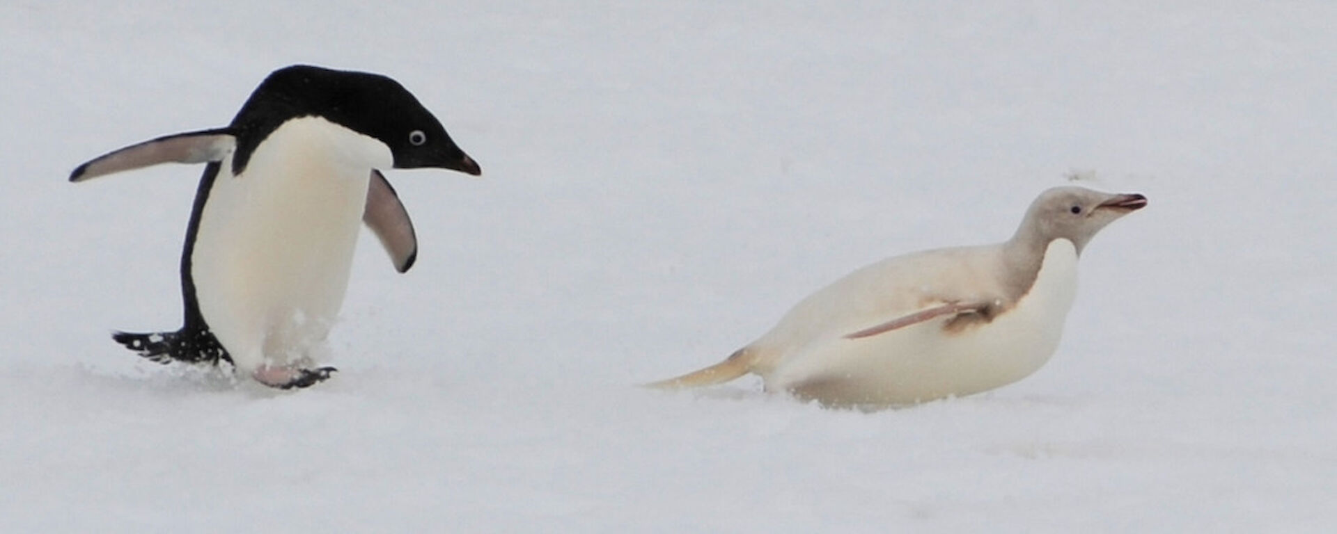 Light-coloured Adélie penguin stands out amongst a group of other penguins.