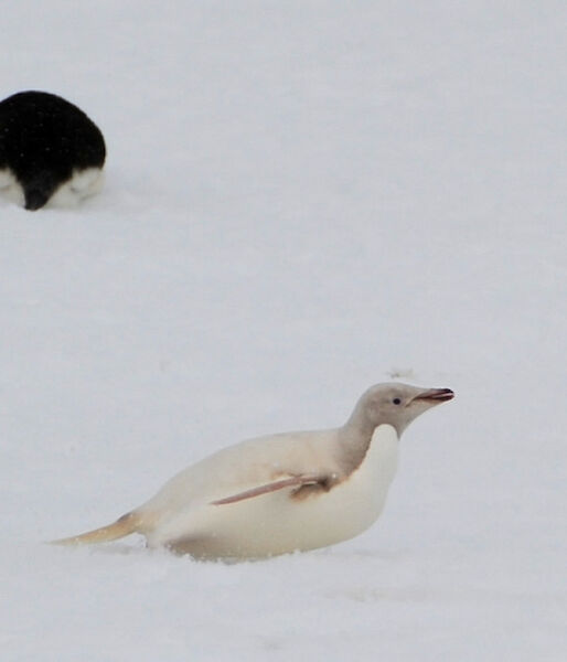 Light-coloured Adélie penguin stands out amongst a group of other penguins.