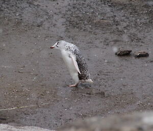 A penguin with mottled feathers.