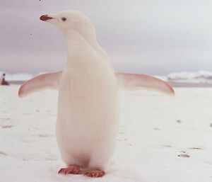 White penguin standing on ice in foreground