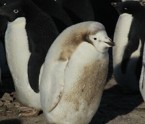 Light coloured Adélie penguin fledgling.