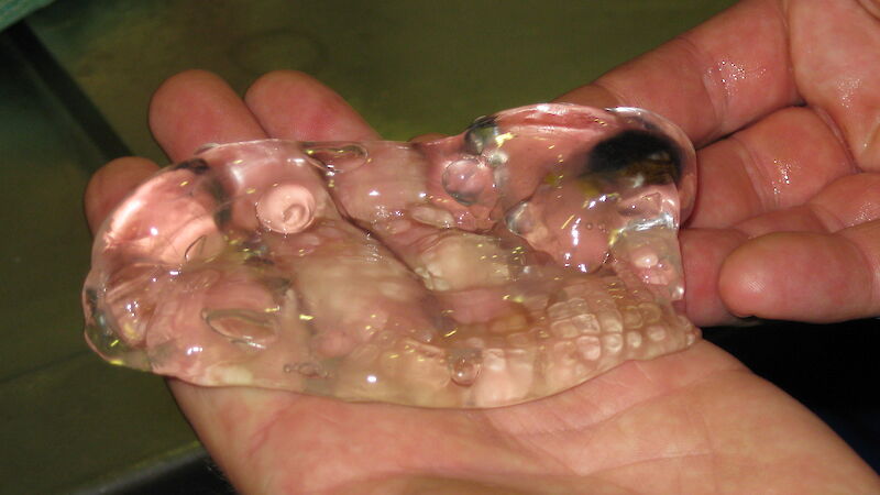 Close up of hands holding a clear, jelly-like form.