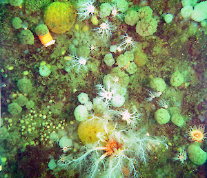 An example of an Antarctic benthic community containing sea cucumbers, anemones and ascidians
