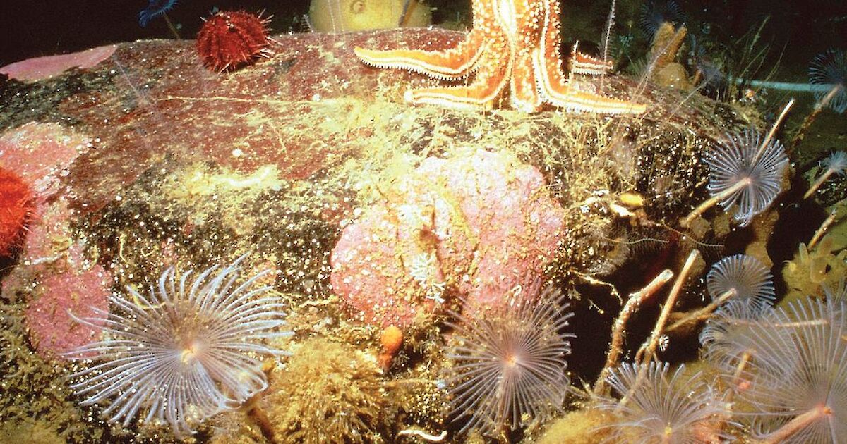 Seabed (benthic) communities – Australian Antarctic Program Seabed (benthic) communities – Australian Antarctic Program