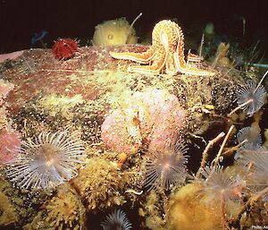 Antarctic sea-floor life