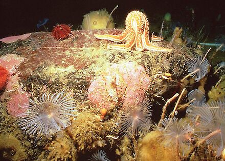 Sponges – Australian Antarctic Program