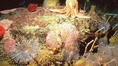 Antarctic sea-floor life