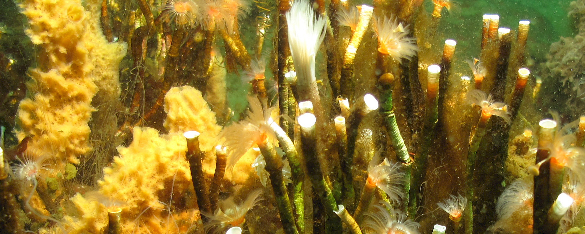 Benthic community of sponges and other invertebrates un yellow and gold colours