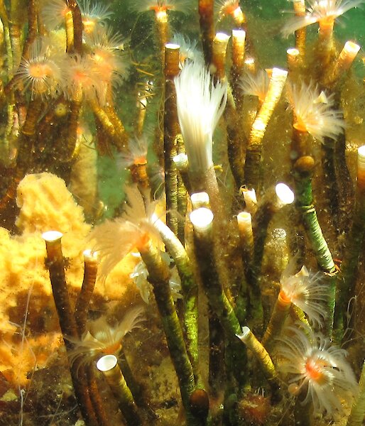 Benthic community of sponges and other invertebrates un yellow and gold colours