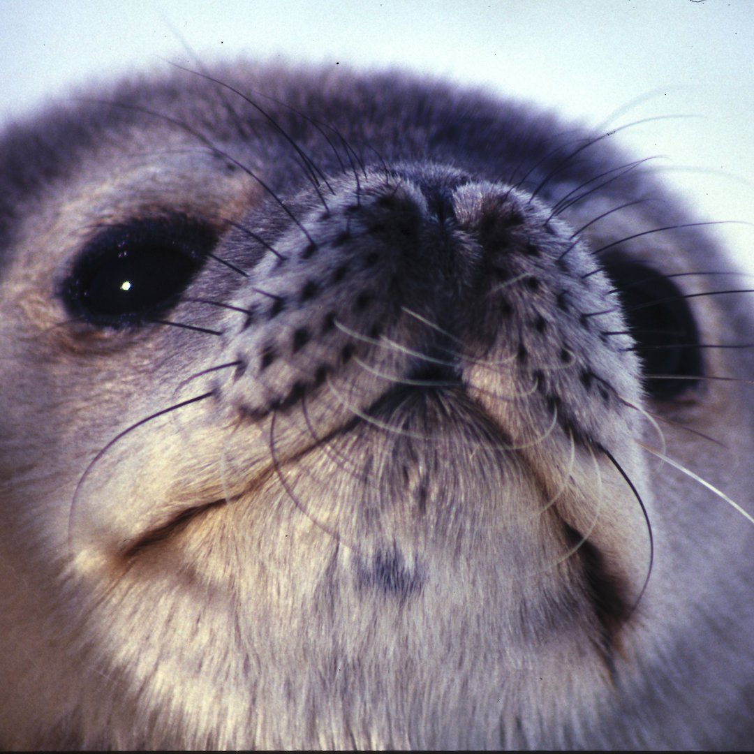 Seals and sea lions — Australian Antarctic Program