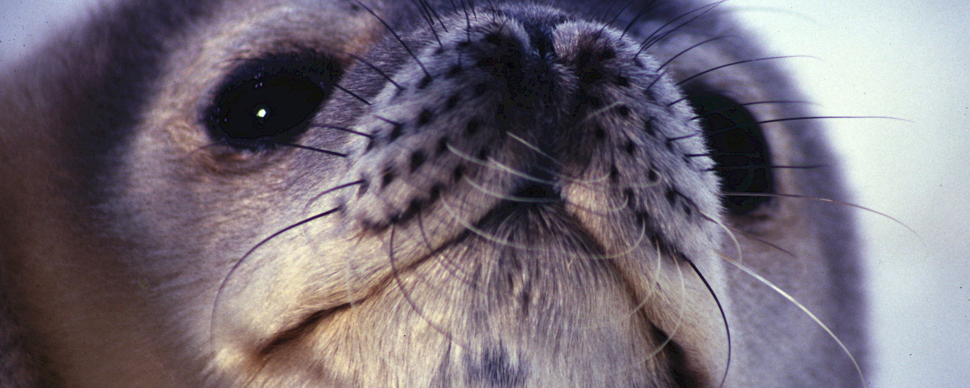 Very close-up shot of the furry nose and whiskers of a Weddell Seal pup