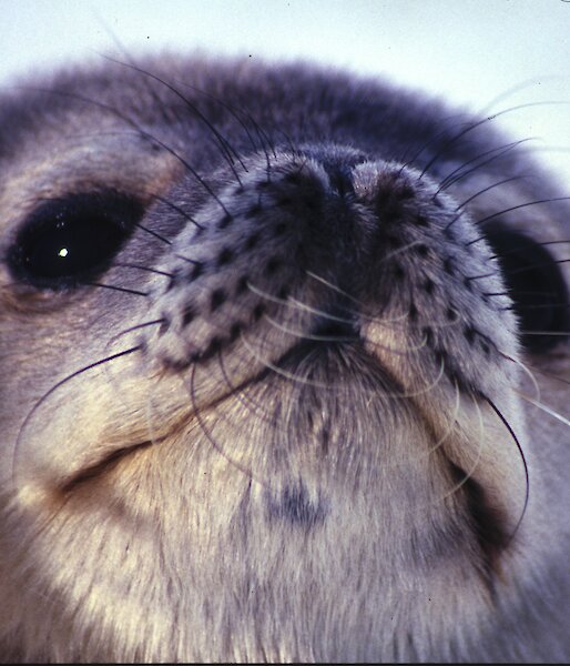 Very close-up shot of the furry nose and whiskers of a Weddell Seal pup