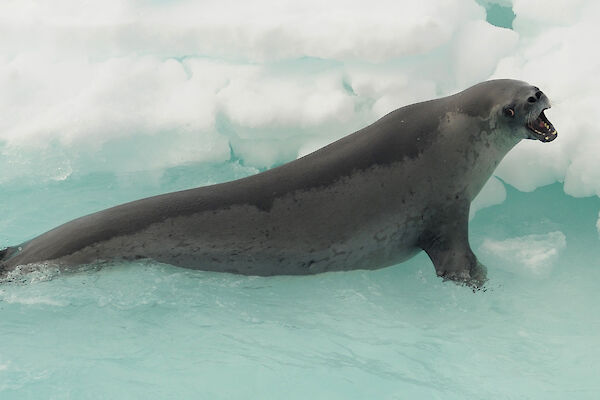 Antarctica Seals: Pictures, Facts and Information