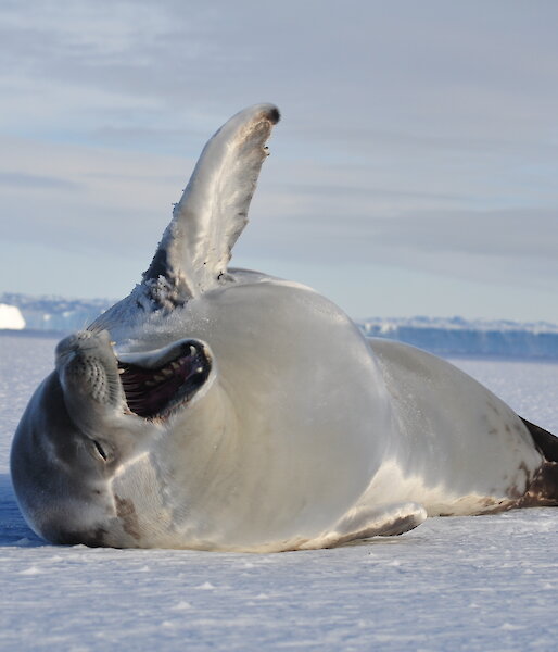 Crabeater seal lying on ice with mouth wide