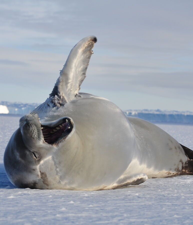 Crabeater seal Australian Antarctic Program