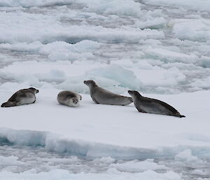 Crabeater seals on ice