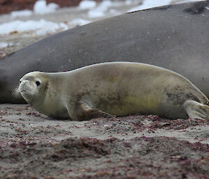 A crabeater seal on beach