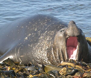 Elephant seal resting in the kelp yawning while facing camera.