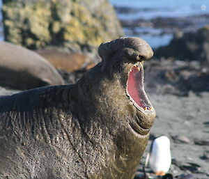 Male elephant seal roaring on Macquarie Island beach.