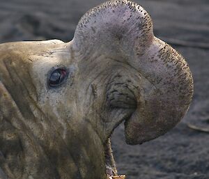 Bull elephant seal showing off his proboscis while roaring in the water.