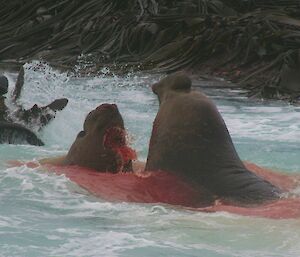 Fighting bull elephant seals in blood-stained water.
