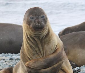 Elephant seal cow hugging herself with her flippers.