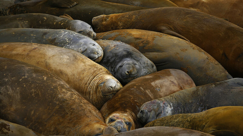 Elephant seals snuggle up against each other. They look as if they are smiling.