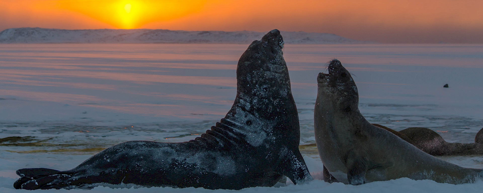 Two elephant seals with a sunset backdrop.