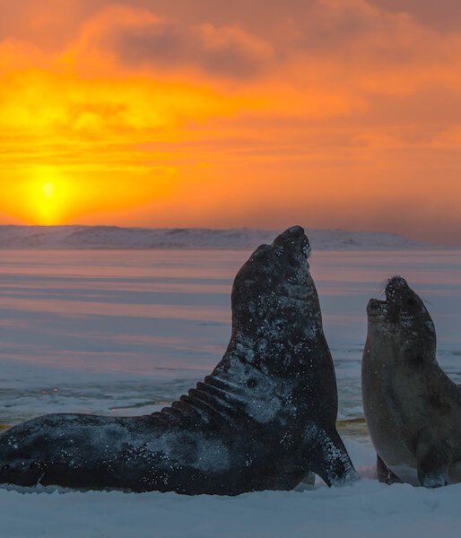 Two elephant seals with a sunset backdrop.