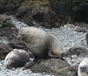 Antarctic bull fur seal and weaners
