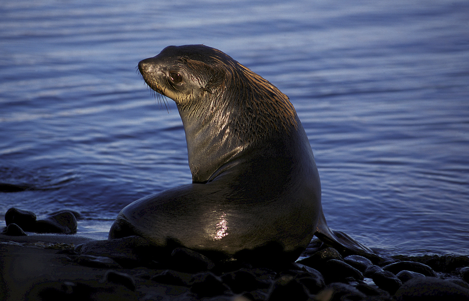 Fur seals – Australian Antarctic Program