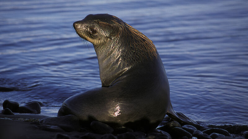 Antarctic fur seal on shore