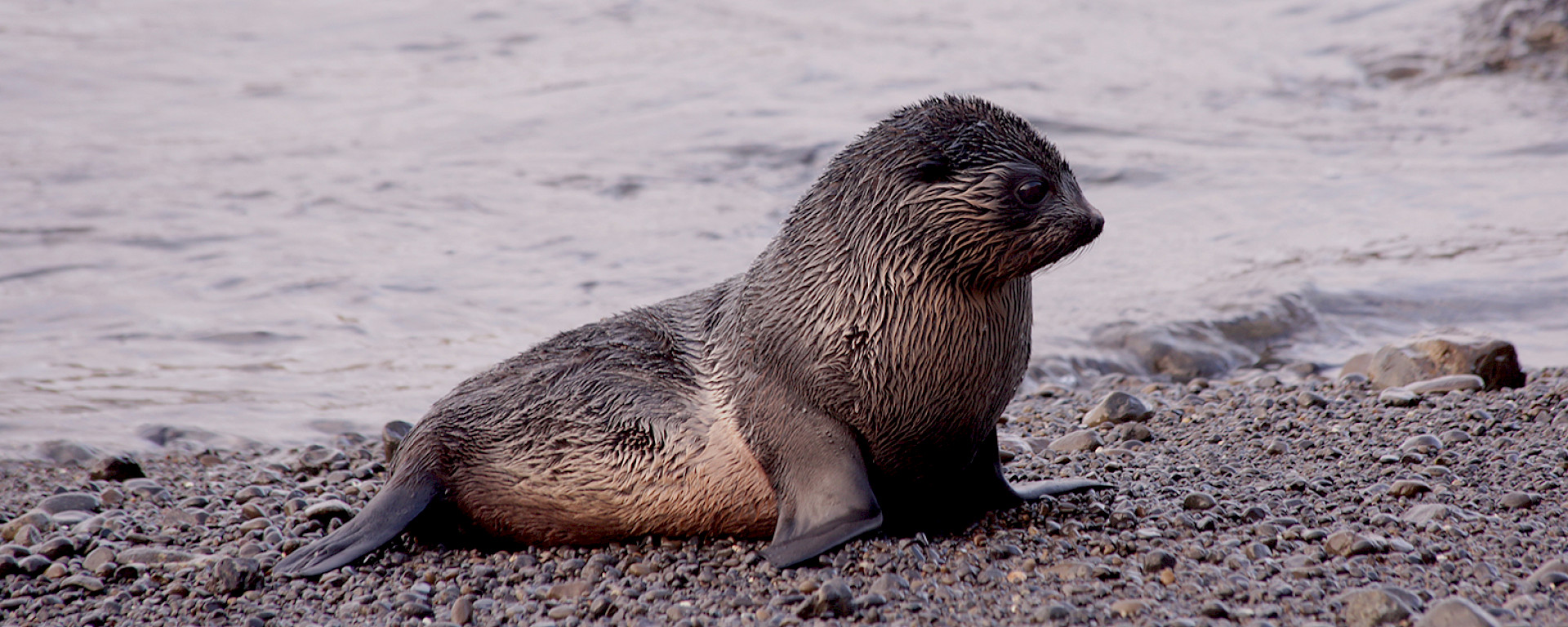 A seal pup on a beach.
