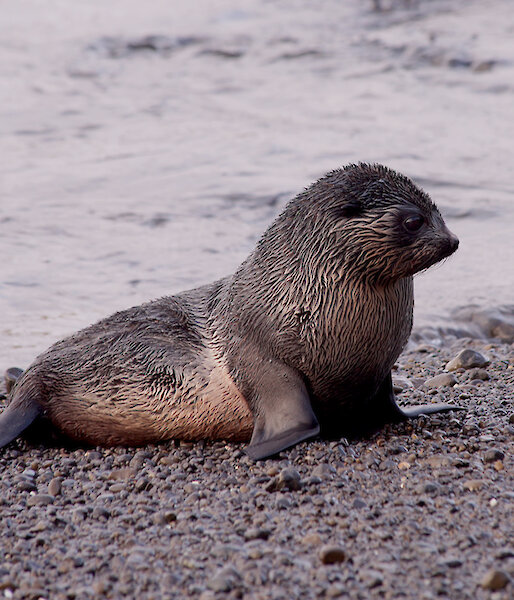 A seal pup on a beach.