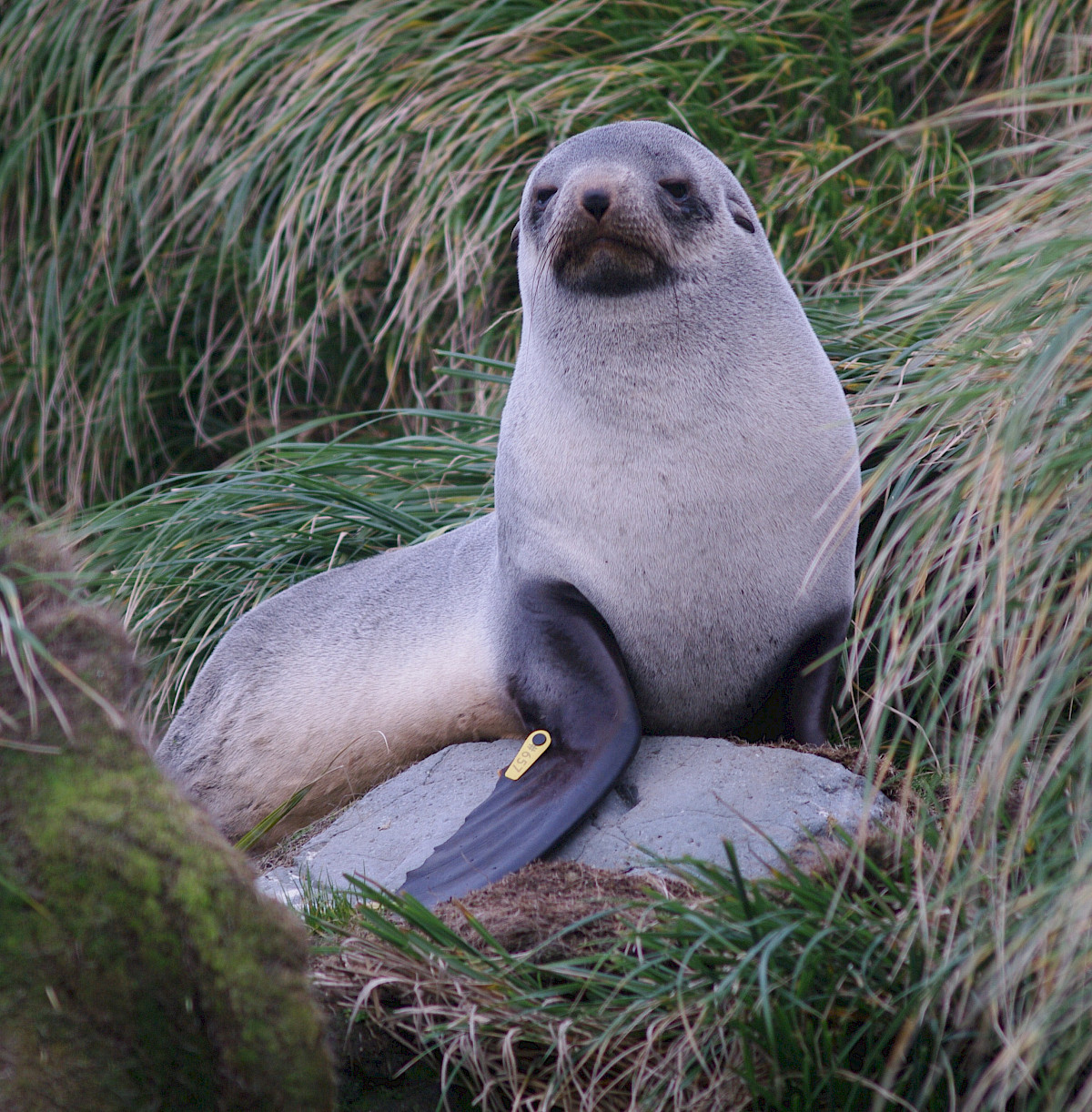 Fur seals – Australian Antarctic Program