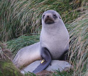 A tagged Antarctic fur seal (Arctocephalus gazella) poses for the camera