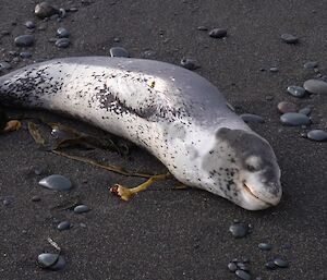 Leopard seal at Green Gorge