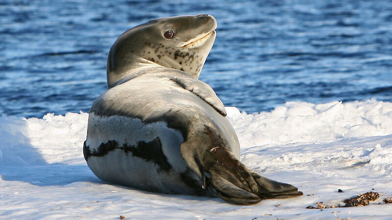 Leopard seal on ice floe