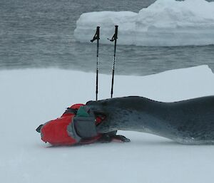 Leopard Seal mouthing a survival pack