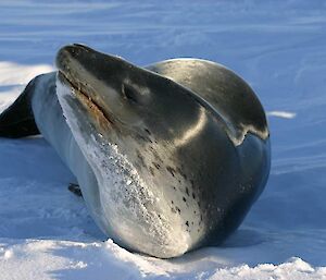 Leopard Seal at the Shirley Island channel