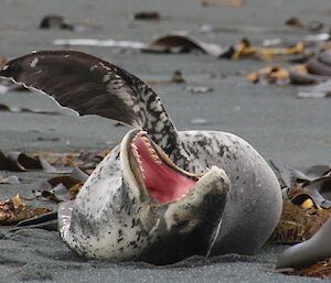 Leopard seal on beach stretching