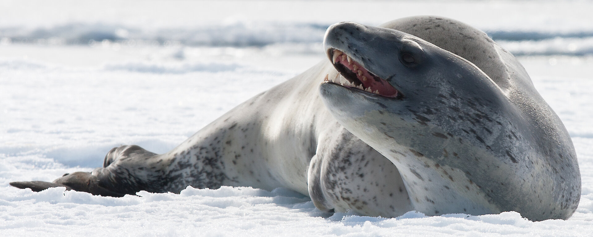 Leopard seal resting on the sea ice