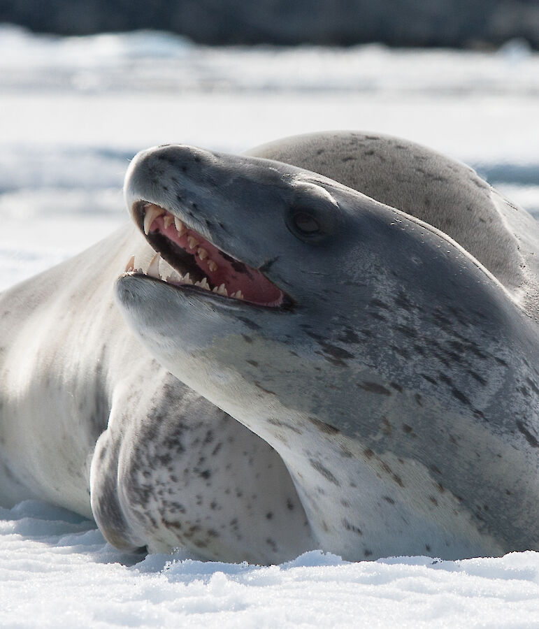 Leopard seals — Australian Antarctic Program