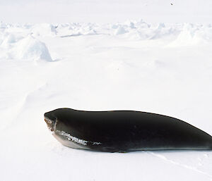 Ross seal within Casey station vicinity