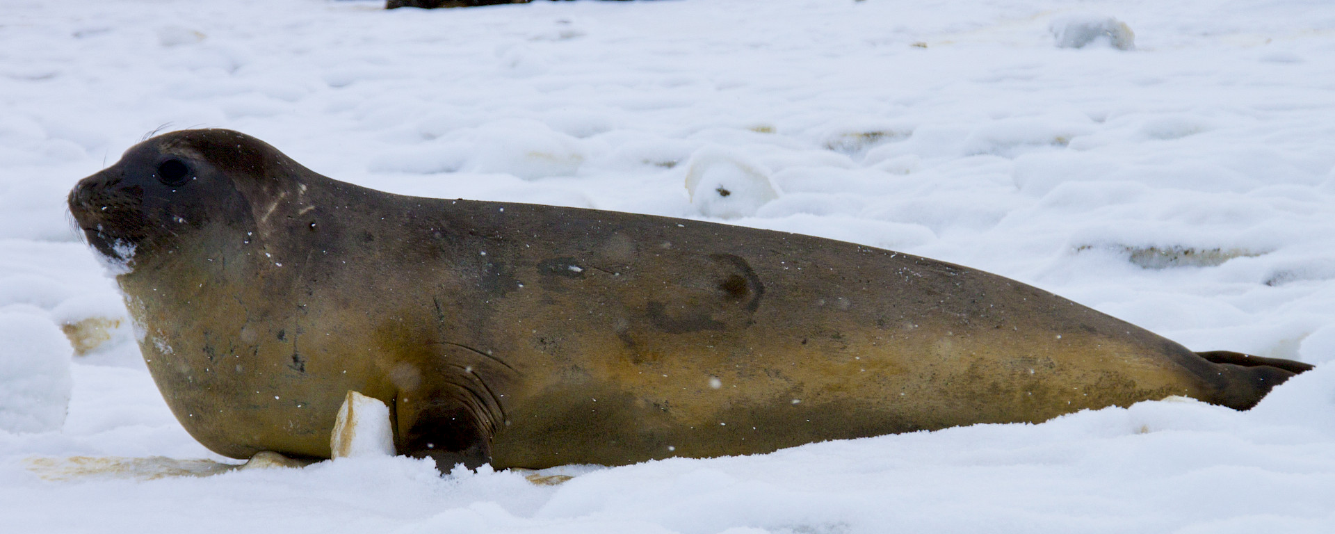 Ross seals lying on the ice