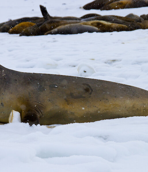 Ross seals lying on the ice